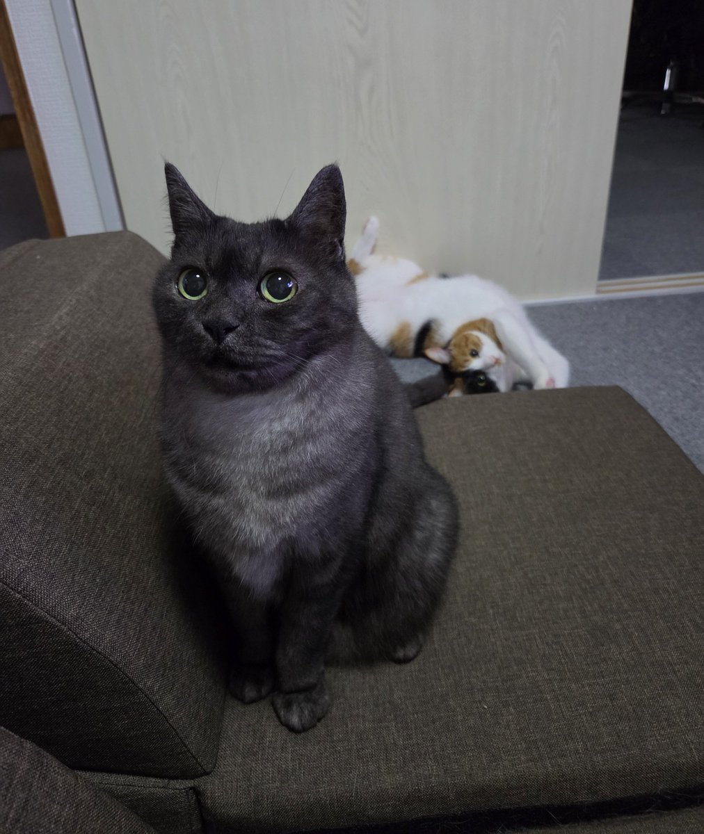 fufuraka's tweet photo. ねこず https://t.co/EmHl1Y4pCP