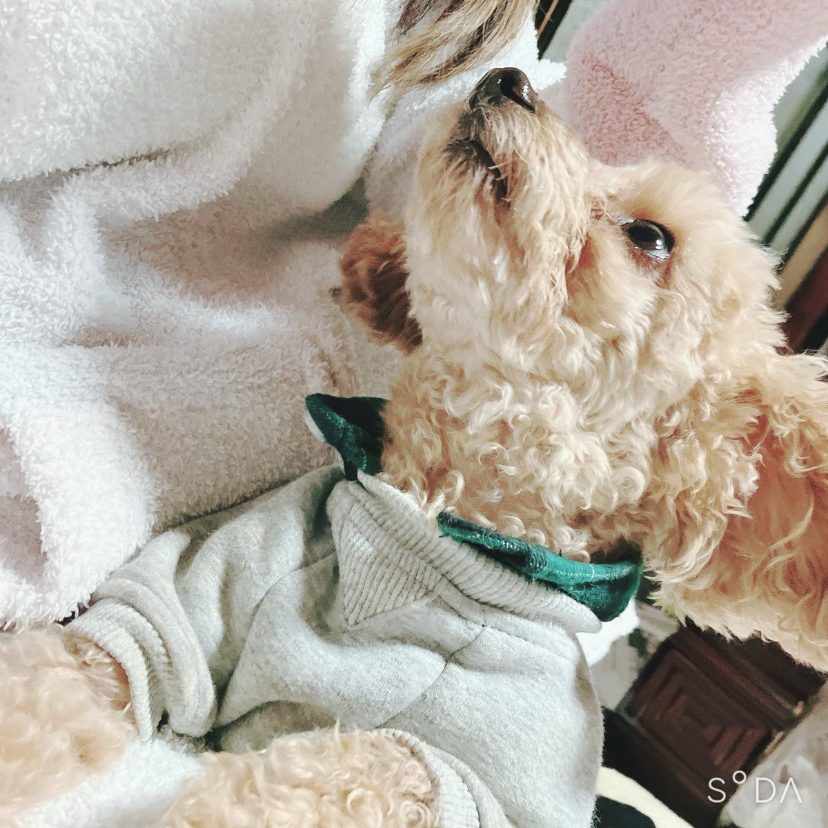 眠ぃ乃 ねむ🐑💭ᶻz tweet media