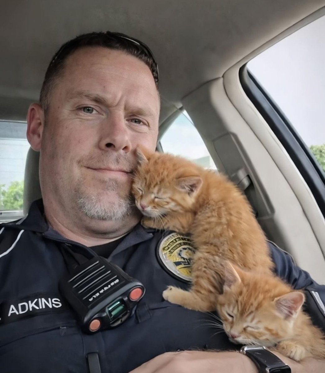 feelgoodtale's tweet photo. In Texas, officers were returning home after finishing their routine when they stopped to help someone who was asking for assistance.
In the parking lot, a faint meowing sound was heard from under a car.
When he bent down to look, he saw two little kittens trapped there.
Traffic was still moving, and it was a hot day; the heat was quite intense.
He tried to get them out from under the car, crouching and bending down.
After a few seconds, the little kittens came into his hands.
They were dirty and scared and very small.
When he picked them up in his arms, they seemed to understand that they were now safe.
Their meowing stopped, and they became quiet.
Later, the officer handed them over to the rescue team.
After a check-up, it was found that they were okay; they were just hungry and scared.