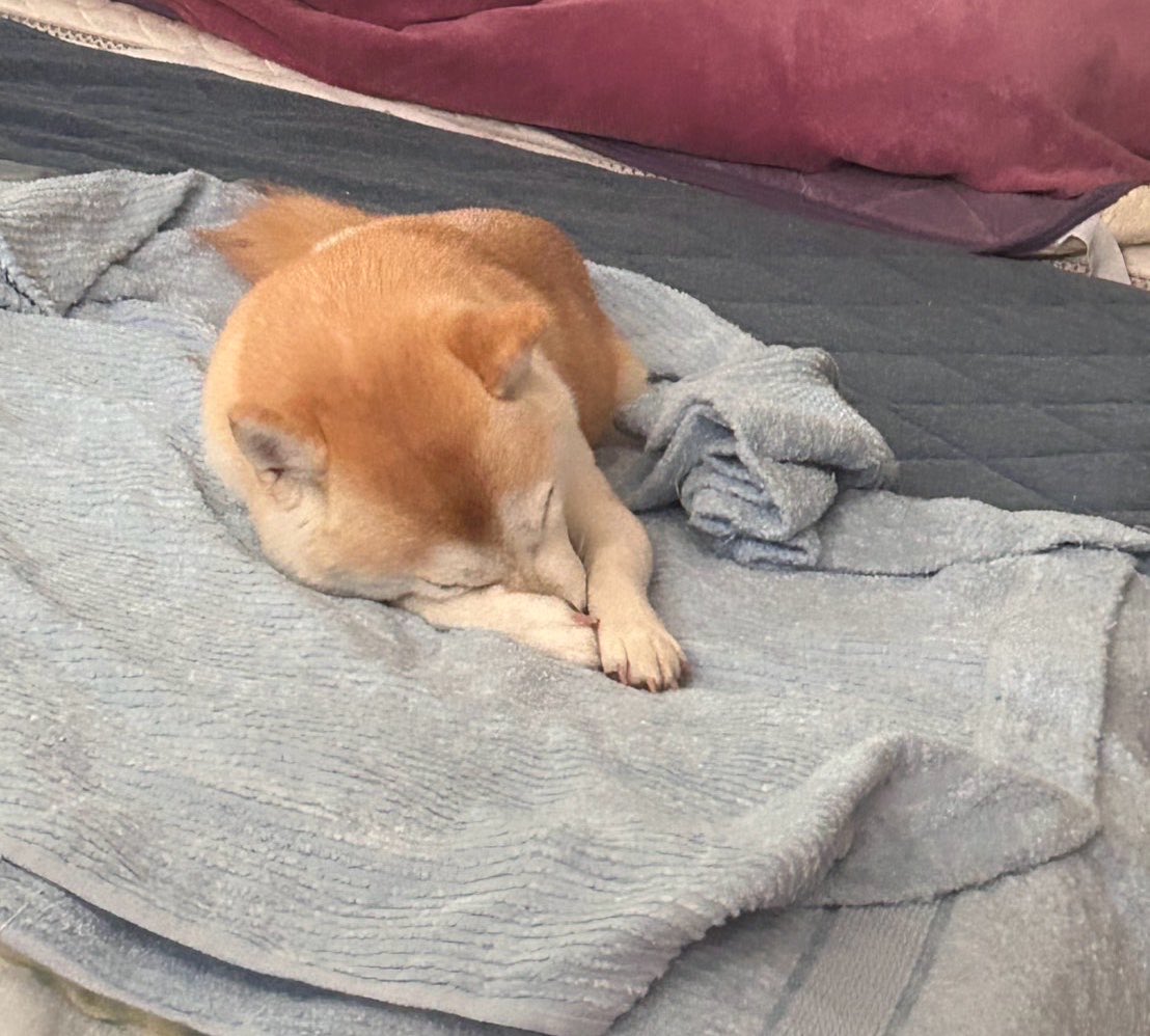 kinachan_05's tweet photo. 朝弱いねん🐶 https://t.co/K1RKOjkOwm