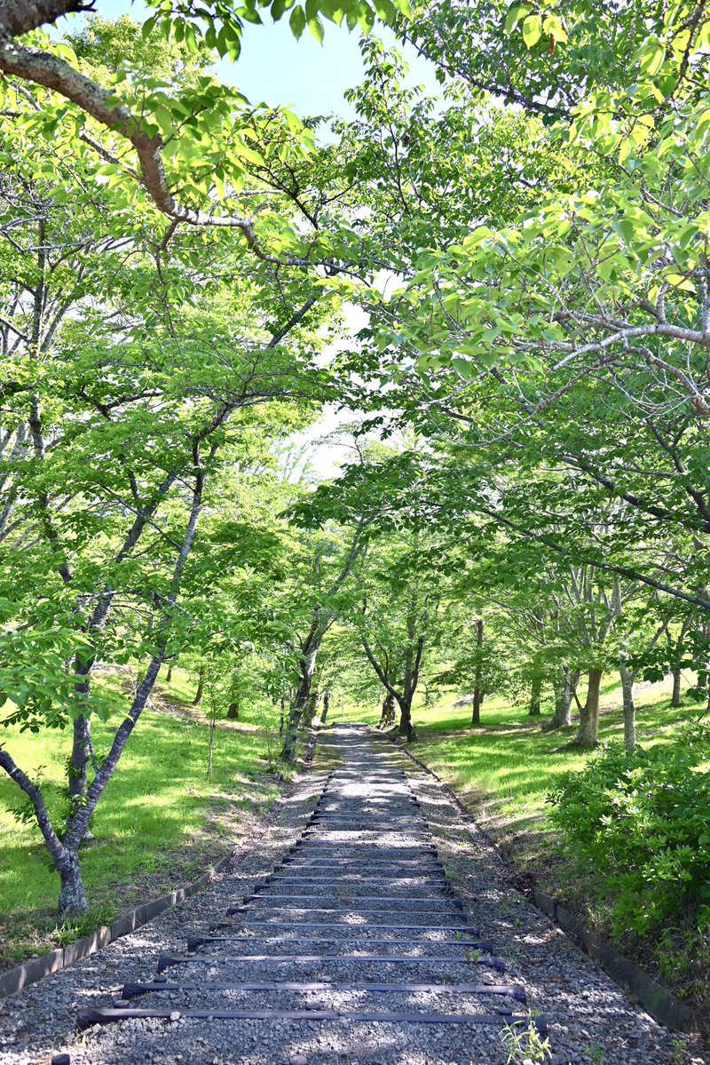 hamutahamuhamu's tweet photo. あじさい( ͜࿉ ･ω･) ͜࿉ｺﾛｺﾛ   ～  ͛💠͛💠͛💠

 #滝山公園 https://t.co/5vYsuW5i0X