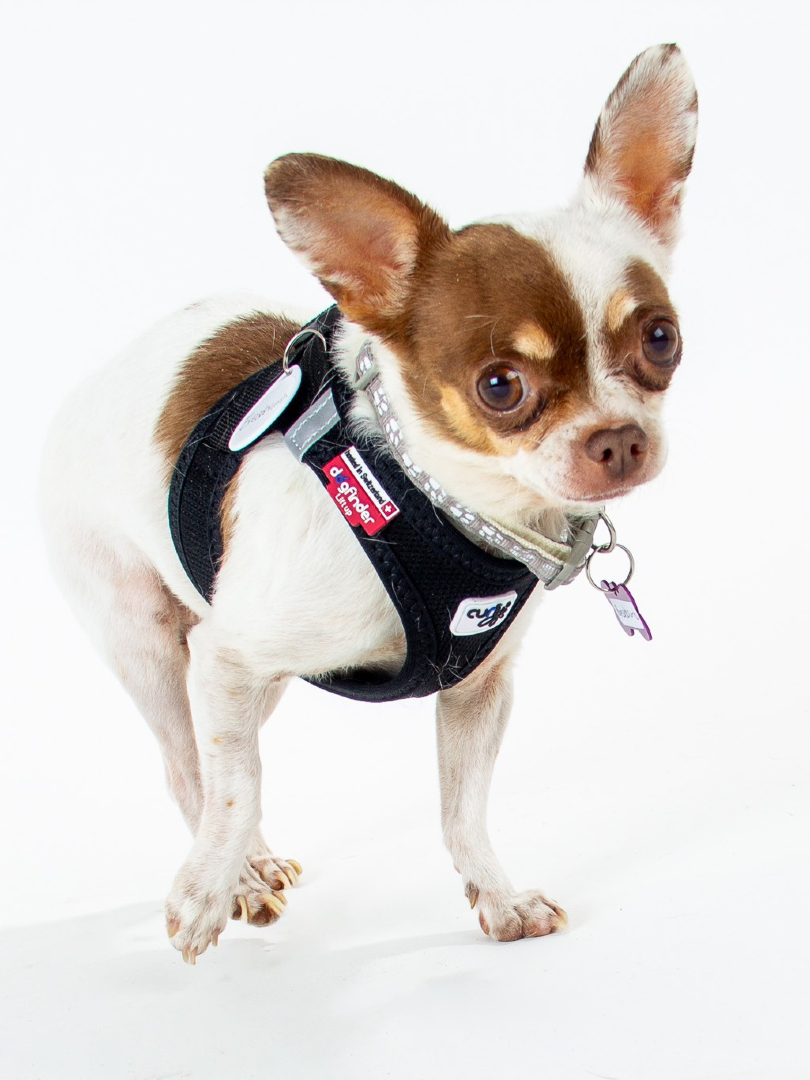 Muttville's tweet photo. Gonna breadcrumb you harder than your ex with Breadcrumb ... https://t.co/Y5T9tatAVf