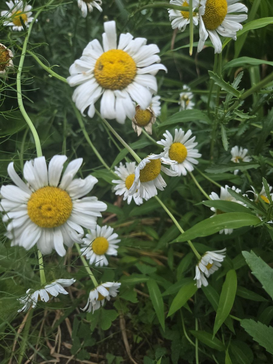 libragreen8's tweet photo. Todays flowers https://t.co/4YHLWlBJAA