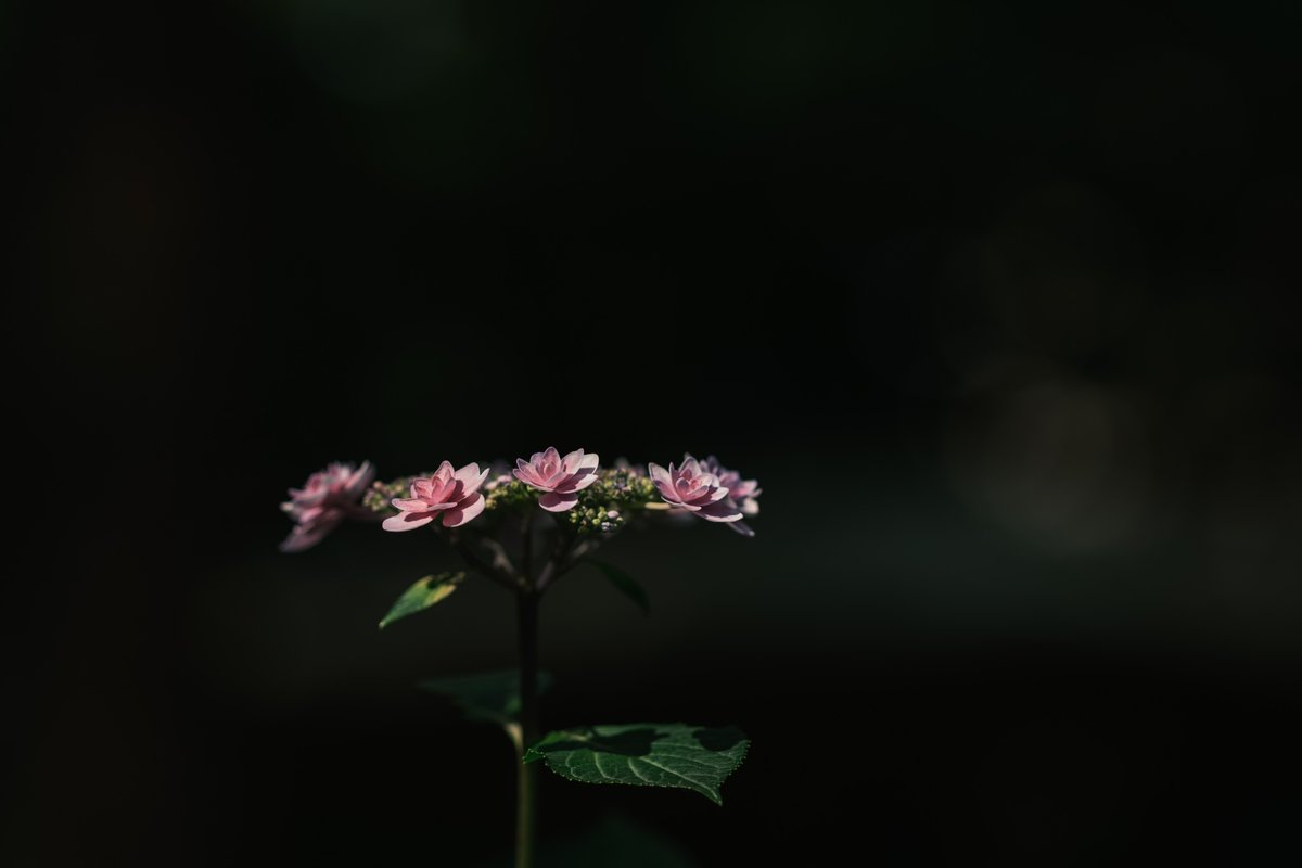 これは陰と陽です。 #takkun_collection_flowers #私の花の写真