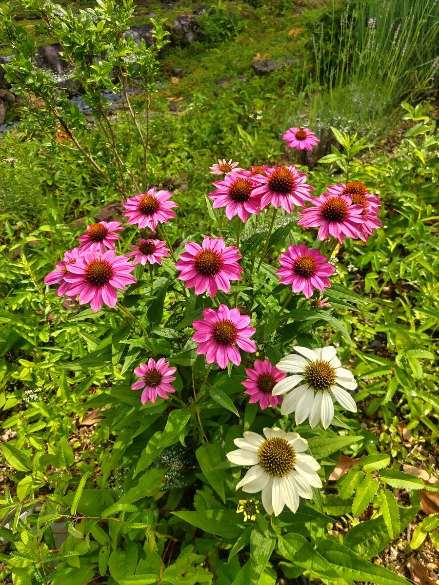 satokofukui's tweet photo. 『むしのアパート』でテントウムシやチョウチョが座ってるのは、花芯がふわっとしたエキナセア🐞
でも実はエキナセアとはハリネズミという意味があるそうで、触ると剣山のようにチクチクです。
今ガーデンはエキナセアが満開。今週末の6月21日は土曜日の市場で、私のアトリエもオープンします。 https://t.co/LeCnroRErg