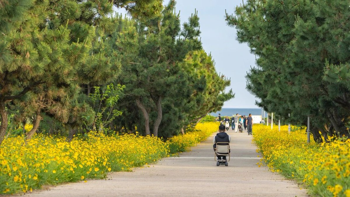 QingdaoAmazing's tweet photo. A romantic treat! Near this beach in Qingdao, you’ll find “Golden Waves.” https://t.co/yyp2rwcVxp