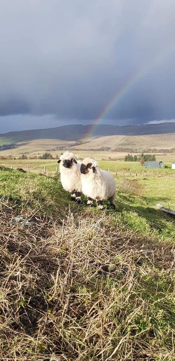 thefarmersheep's tweet photo. what a blissful day https://t.co/9MUksTgbUQ