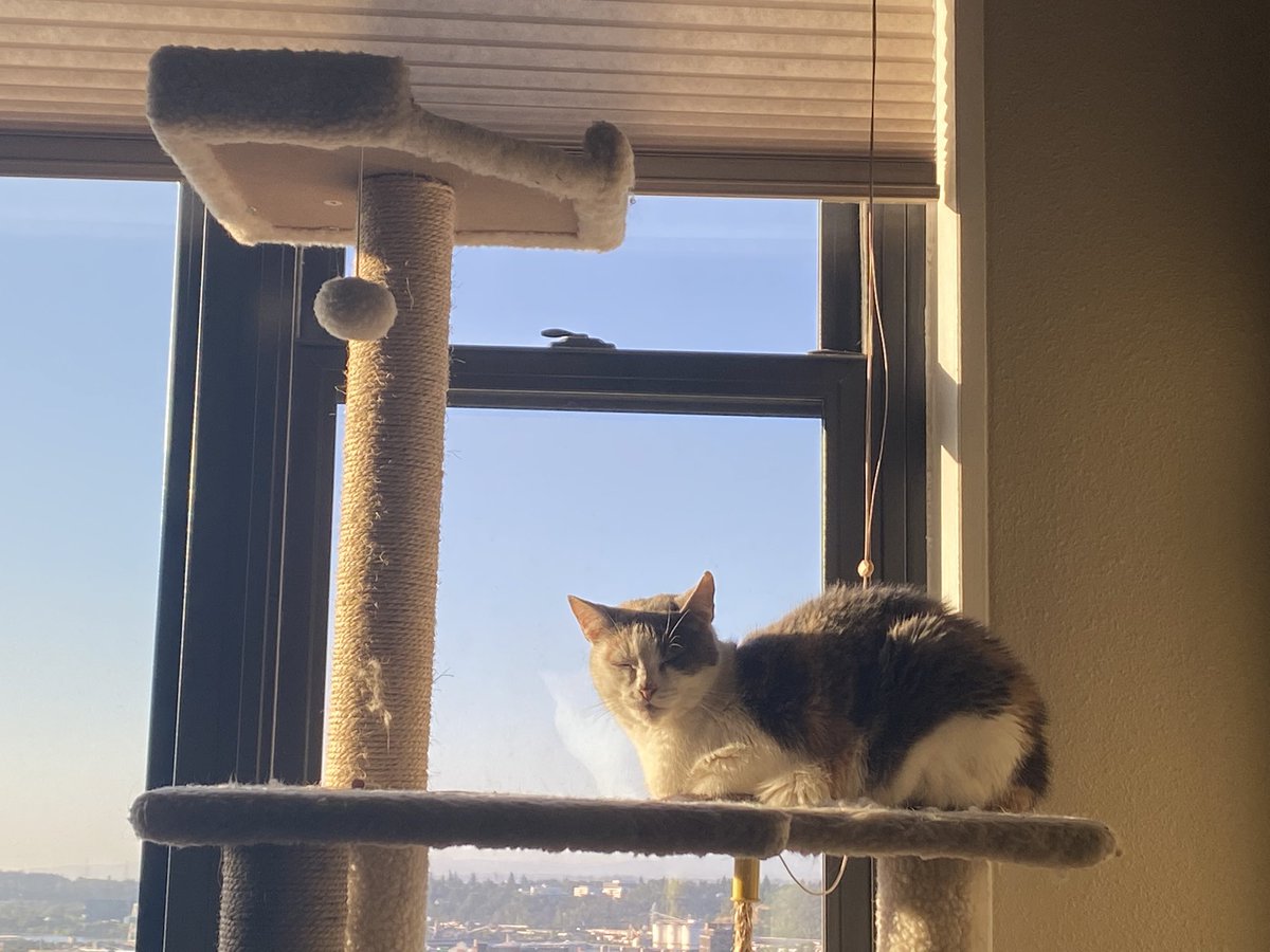 scorpio_gf's tweet photo. my sweet girl… https://t.co/s48FnvXpWF