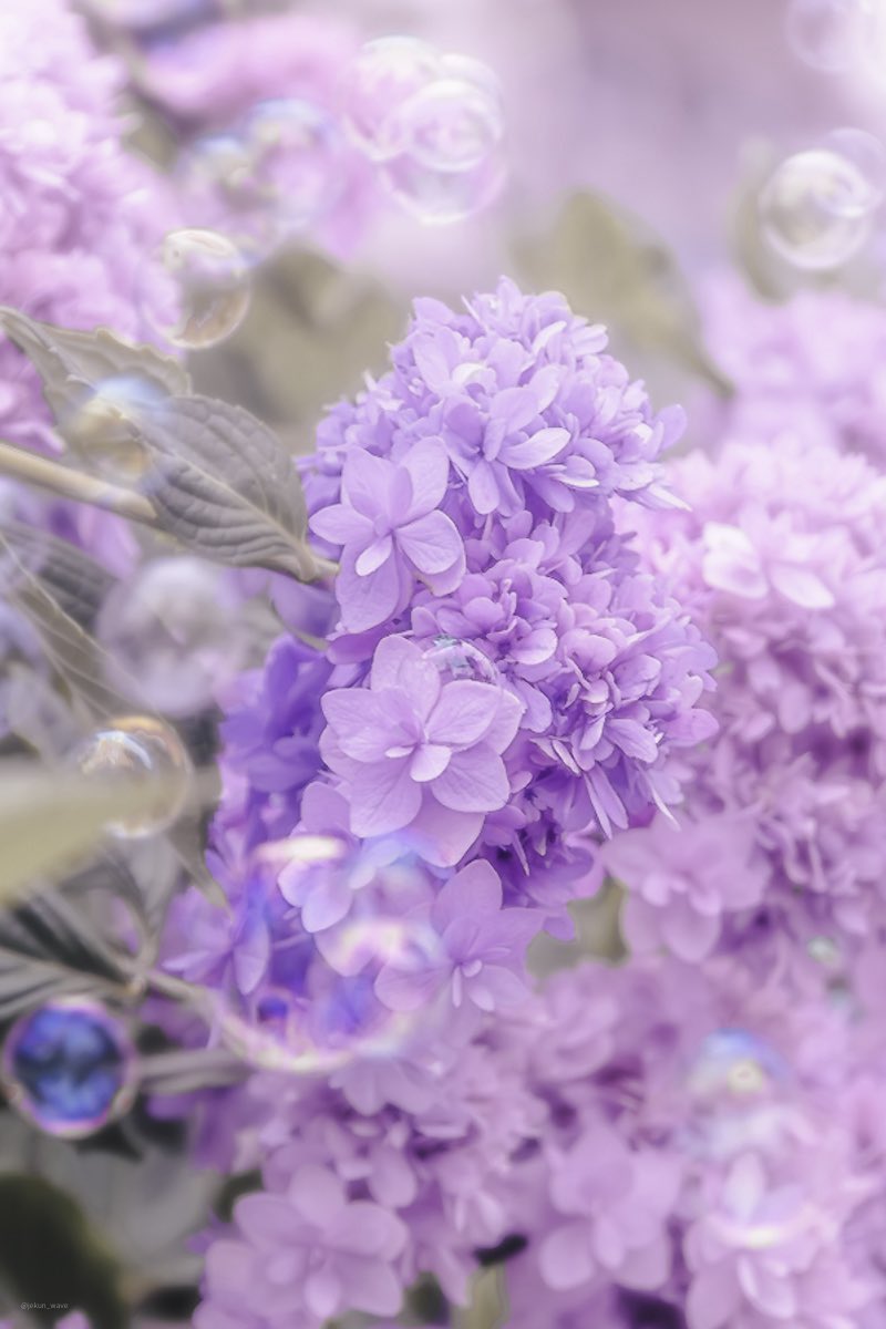je_kun_spoon's tweet photo. 2026.6紫陽花記録📸 https://t.co/1SIhi4qVbj