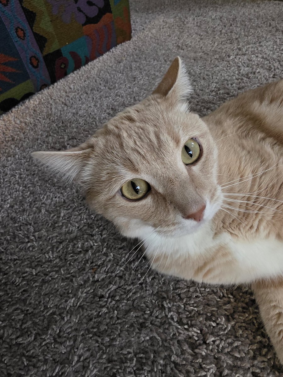_eowyns's tweet photo. it's jones's fifth birthday! everybody say happy birthday jones!! https://t.co/oLnaqvxnA5