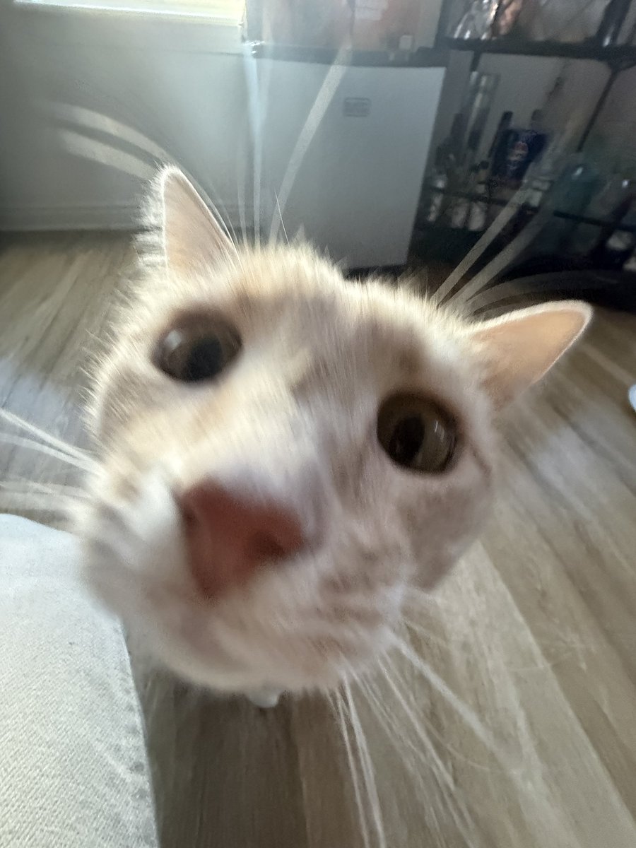 _eowyns's tweet photo. it's jones's fifth birthday! everybody say happy birthday jones!! https://t.co/oLnaqvxnA5