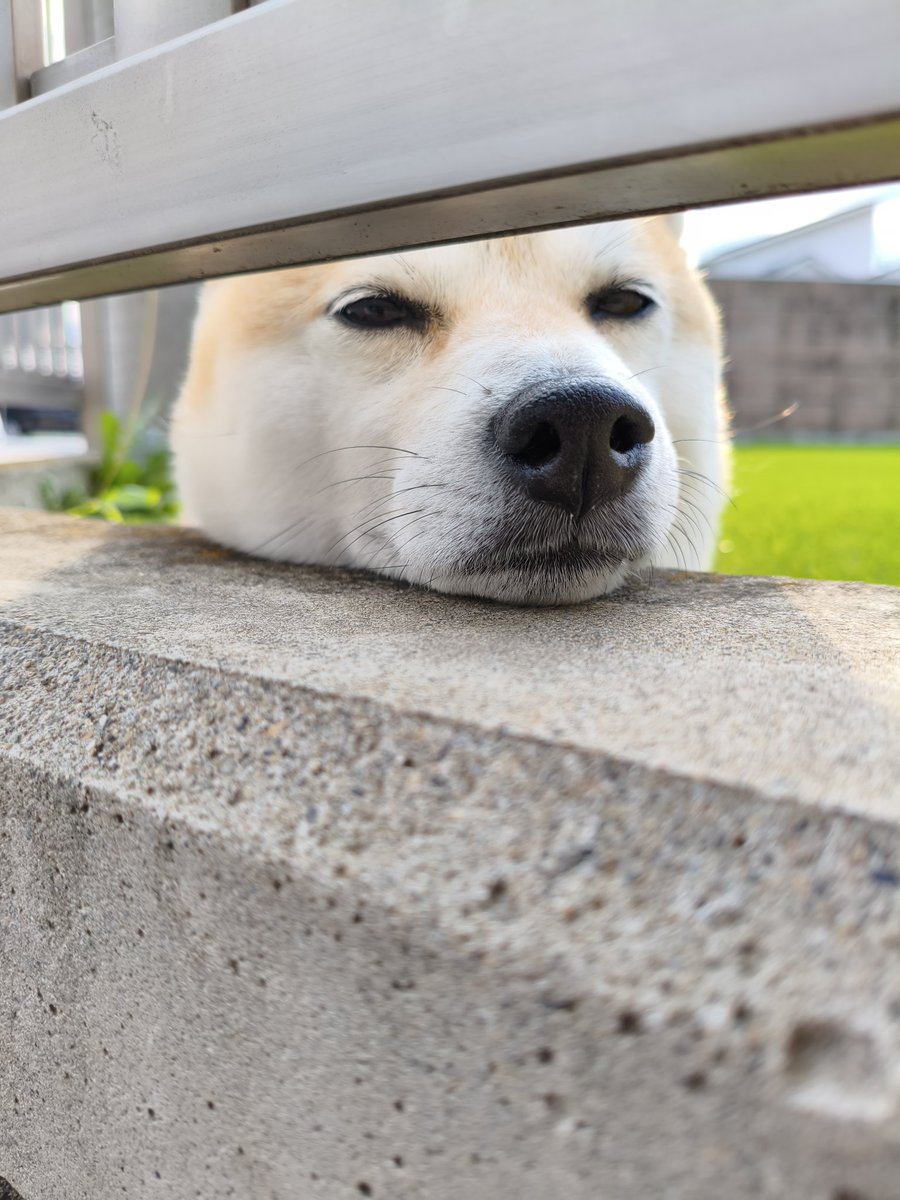 irda_jt's tweet photo. #柴犬 https://t.co/VsVhXbxAR1