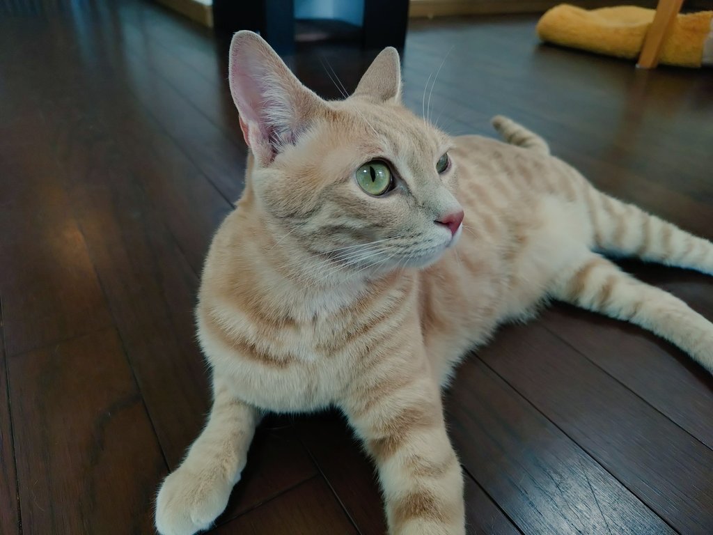 pontapupa's tweet photo. 病院で愛想ふりまきちゃむじろう
お目々かきすぎないでね https://t.co/bzm53Y8HFF