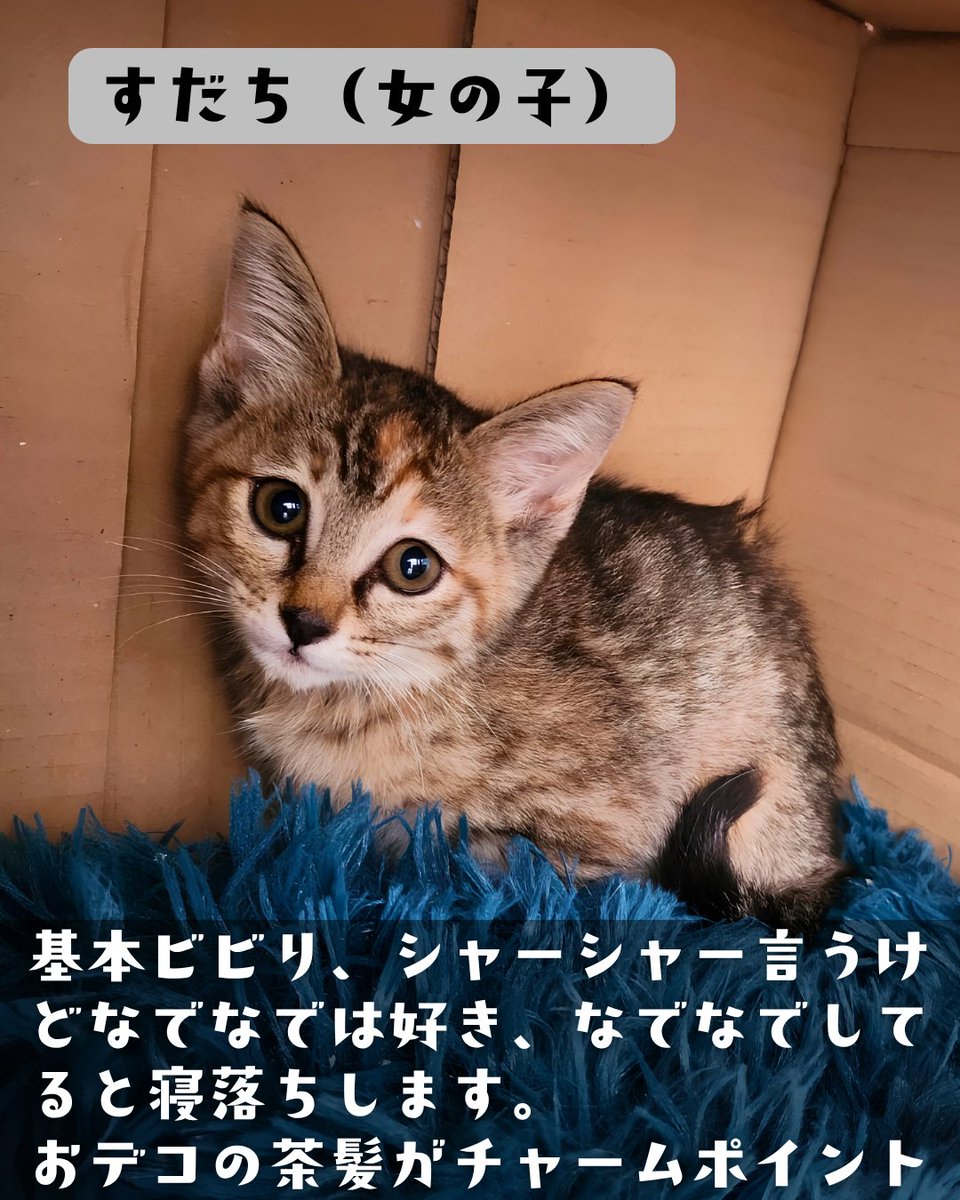 neko_fudosan's tweet photo. （2/5） https://t.co/Qa7GzcxQ1Q