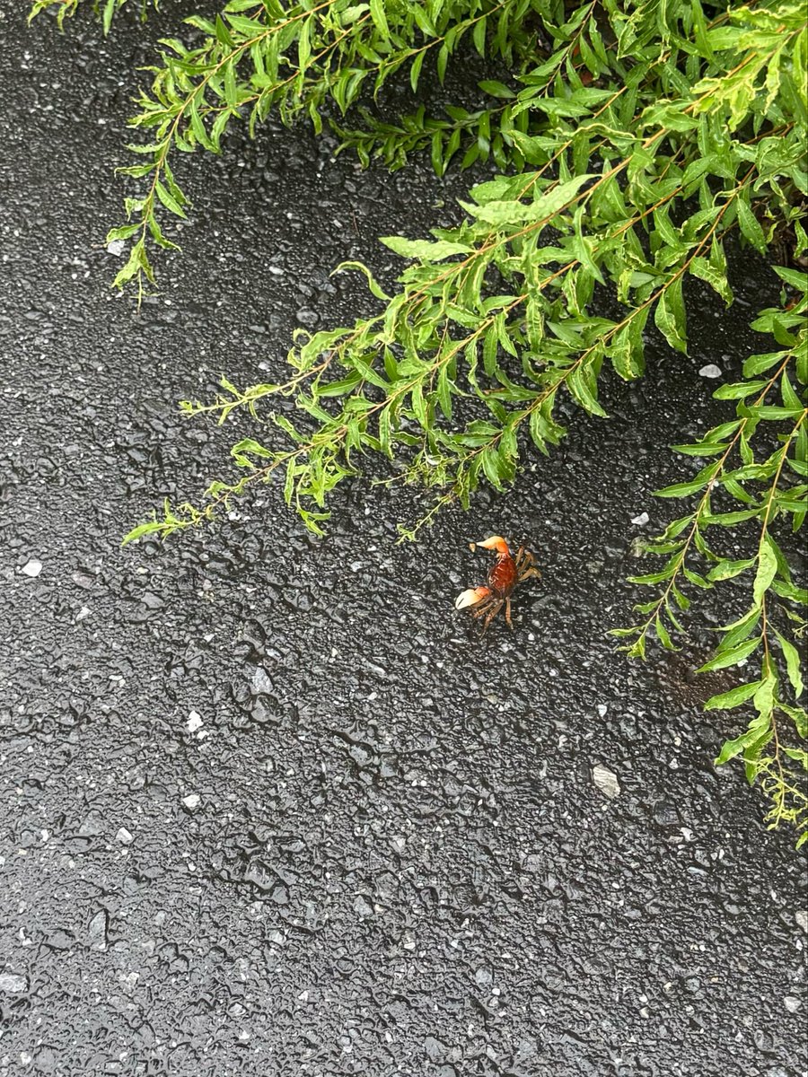 F0_Kuu's tweet photo. 弊社前の道に🦀おった https://t.co/AEUYgqduiz