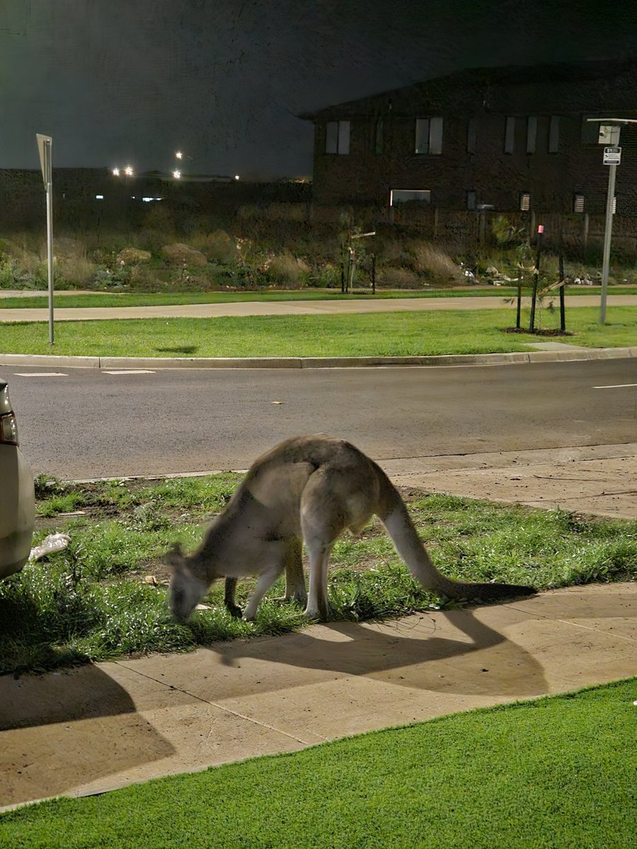 EmmaP0702's tweet photo. When you live in Australia 🇦🇺  This big boi was right at the front of my house. I got pretty close 😳 https://t.co/YcqdhpcXLw