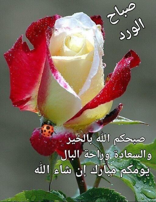 🌸maha🌸 tweet media