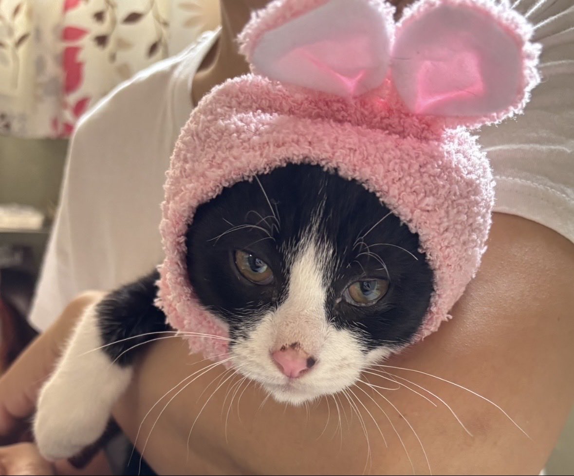 yoha_na27's tweet photo. ボク大福ちゃん
幼稚な主様に
こんな姿にさせられても
ボクは寛大だから許してあげるよ✨

#猫の独り言 https://t.co/aiSUtAul8r