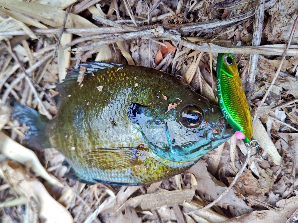 OqL8fuDxSNwipgx's tweet photo. ブルーギルをミノーイングで狙う🎣
意外とボディにアタックしてくるけど、掛けるの難しいです…まぁ、それが面白いんだけどね😆
#ブルーギル #フォレスト 
#FOREST #ベルズ https://t.co/uPehCtCF8r