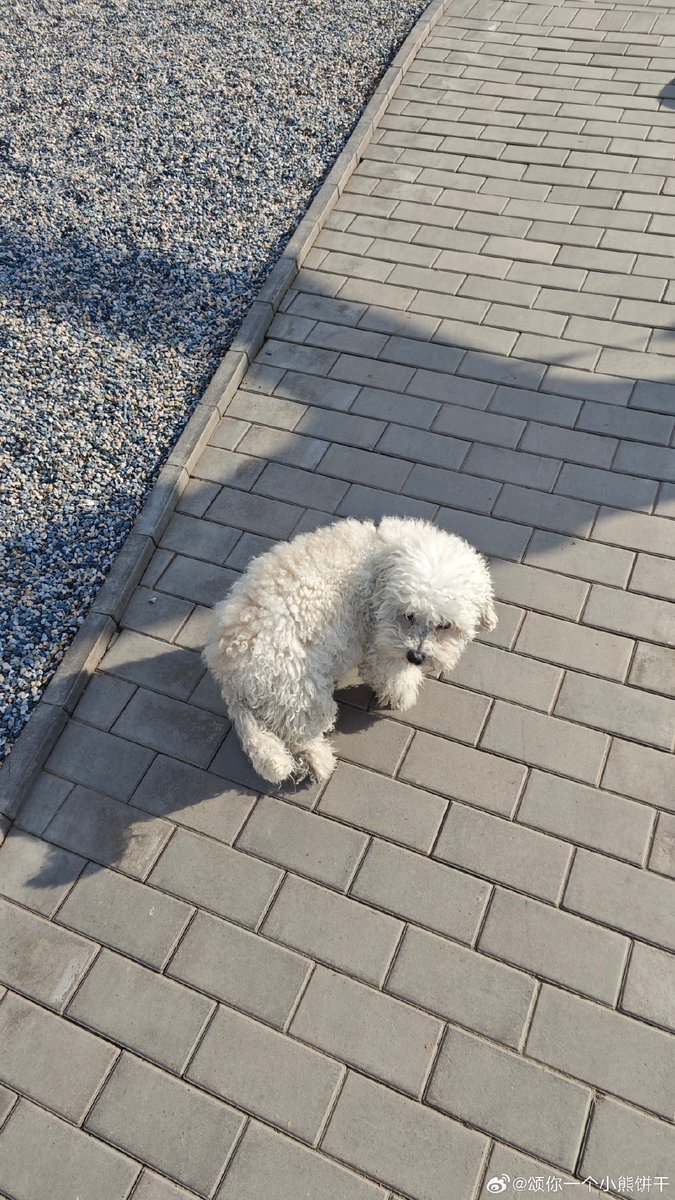 Kostya200616's tweet photo. [My tiny pup turned into a chunky ball of joy in 6 months—see how he went from wobbly steps to zoomies around the yard! ]， https://t.co/akByr3Zb1N