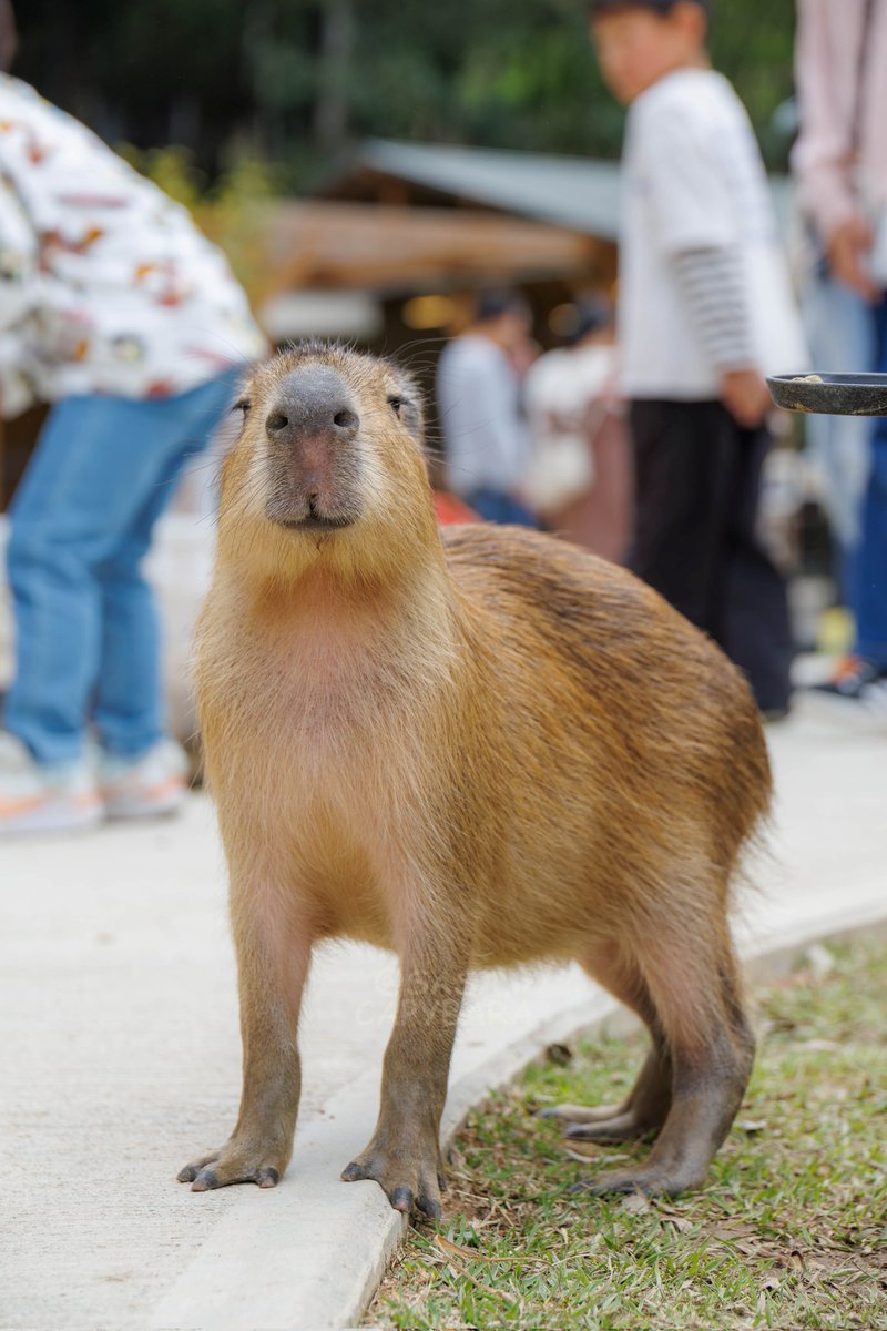 ささ @sasa.capybara (@ice3kyoudai) / Posts / X