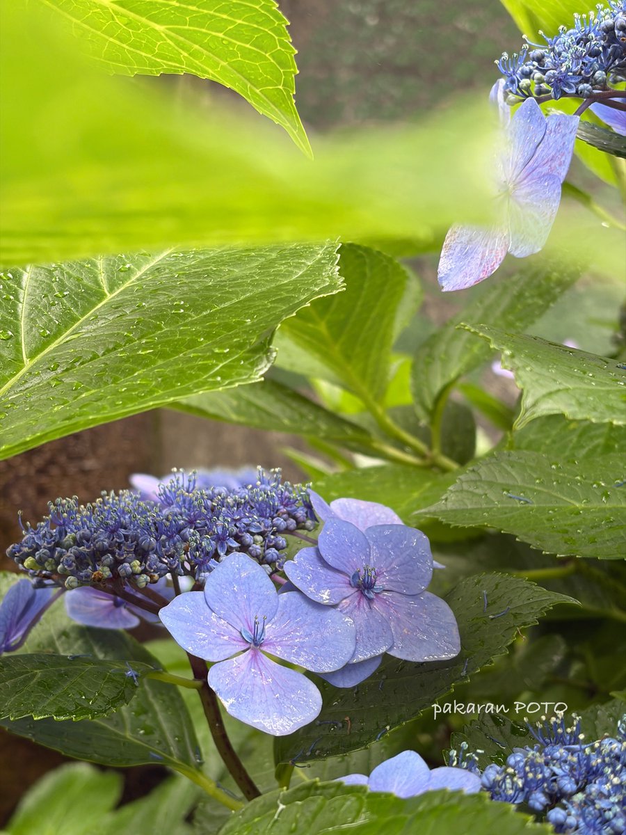 waffle0216's tweet photo. ひっそり紫陽花

#風景写真  #キリトリセカイ #写真好きな人と繋がりたい https://t.co/PVBHtM2K8J