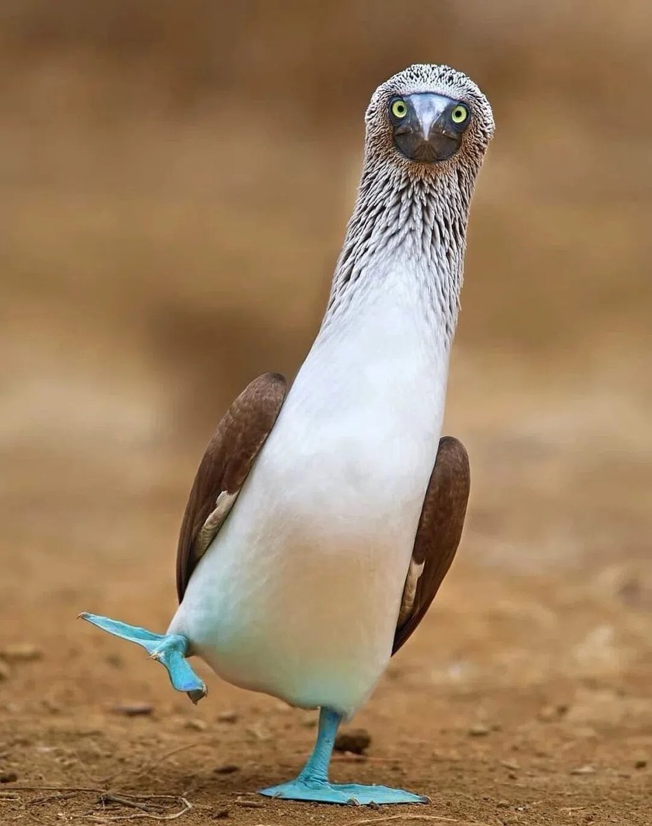 avevoruna's tweet photo. What animal is this? It looks so goofy. https://t.co/rppvLcjVUu