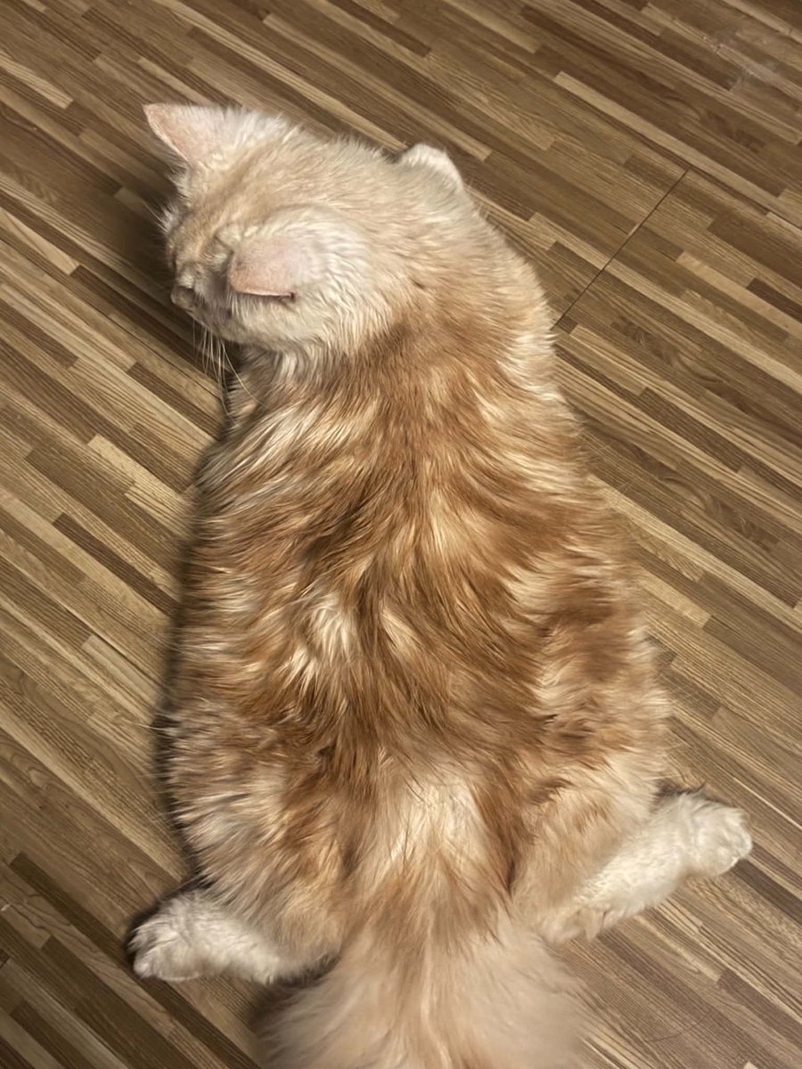 wafflesruffles's tweet photo. perfectly toasted waffles https://t.co/SWAcceNsp0