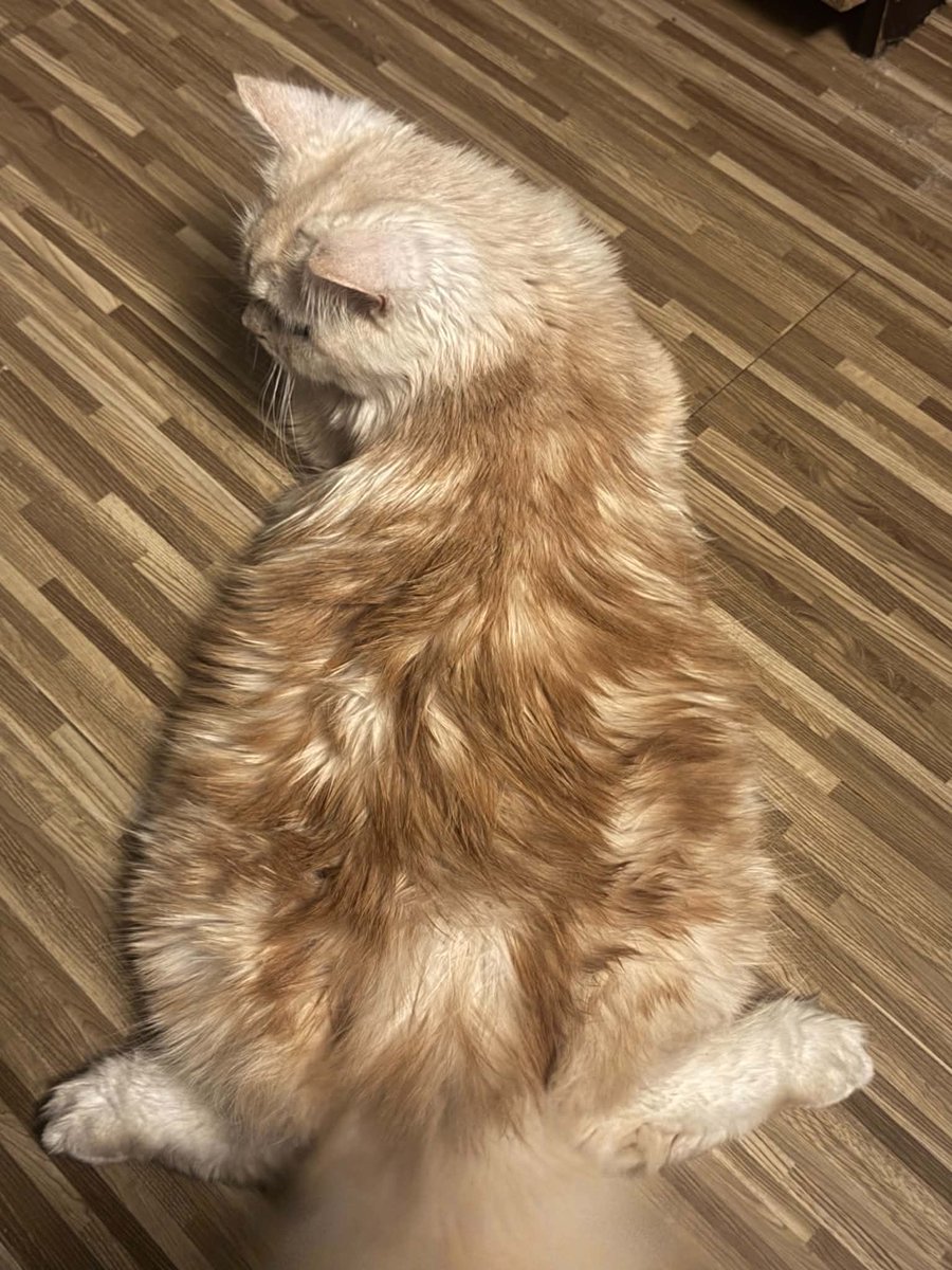 wafflesruffles's tweet photo. perfectly toasted waffles https://t.co/SWAcceNsp0