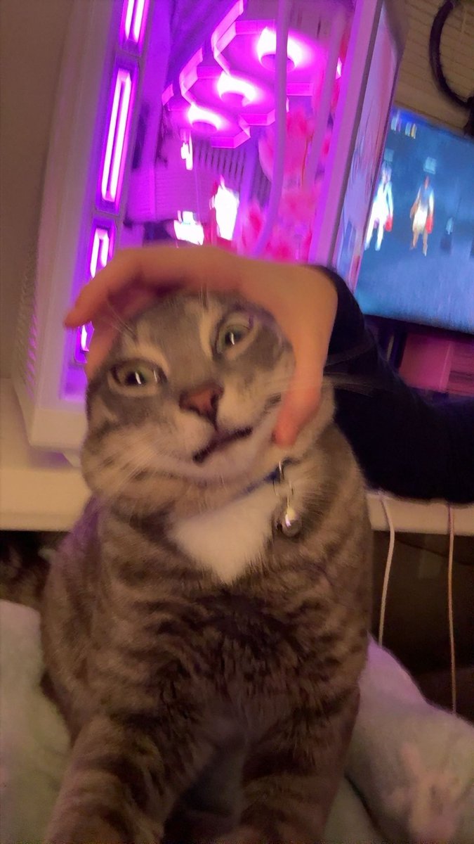 lexiawexia's tweet photo. guys i love my cat https://t.co/wp6QgDEjWn
