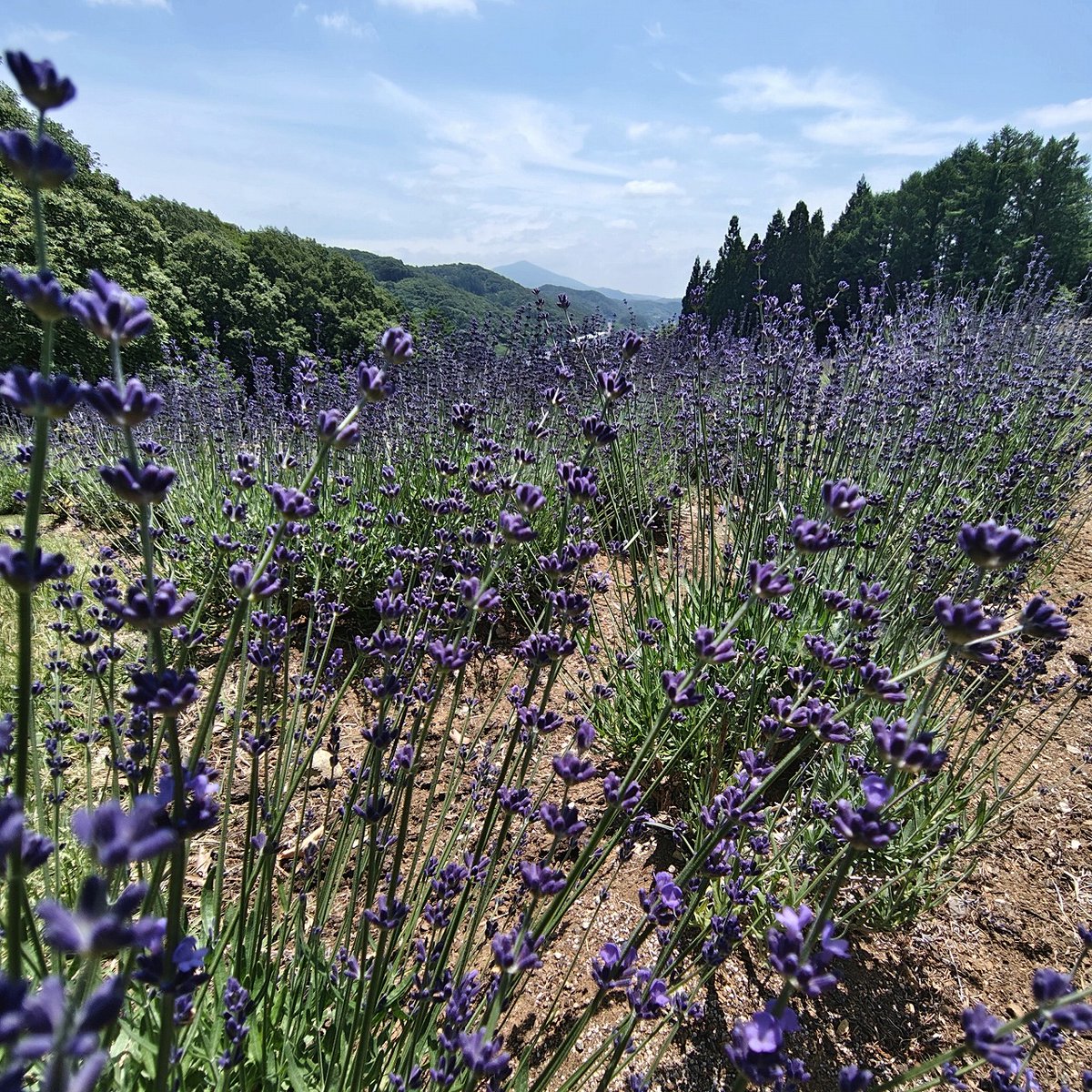 ishigami_muse's tweet photo. #ラベンダー情報
6/18　全体的には開花前ですが、よくみると数個花が咲きはじめています。
今週末からラベンダーフェスタ（6/20～7/12）がはじまります。毎週末に開催するつみとり体験、つみとったラベンダーをドライフラワーにしたりクラフトに使うには、6月中の週末につみとりするのがオススメです。 https://t.co/BkekrhqGQR