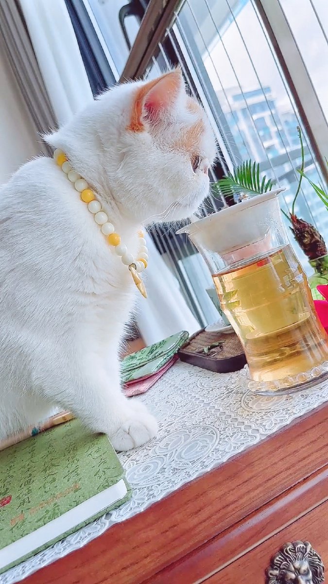 L55897315's tweet photo. Just sipping iced coffee on the balcony, watching cats chase birds and forgetting all about work deadlines. This is what a perfect lazy Sunday feels like. https://t.co/FcSjCzXFgp