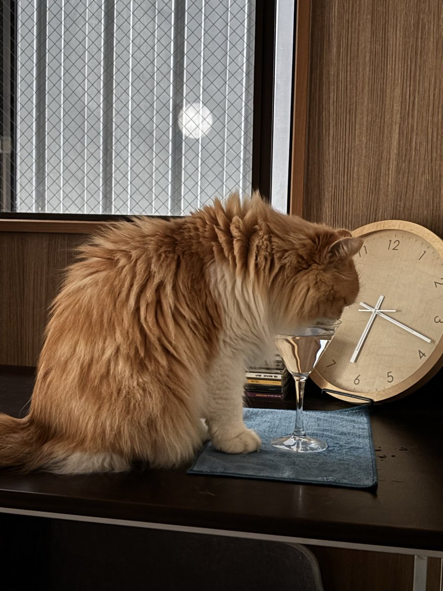 triglav16's tweet photo. 猫の水飲みにかなり苦労してて、自動給水機、平皿、コップ色々試しても飲む時ンニャンニャ文句言って飲む量少なかったけど、遂にマティーニグラスで文句言わなくなった https://t.co/LuGnXC54zA