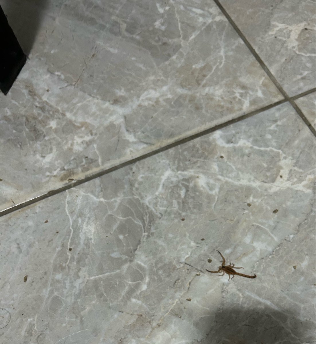 johnls_silva's tweet photo. Achei esse escorpião na sala aqui em Colinas do Sul, Gramame, João Pessoa -PB https://t.co/zLOf5kCqwc