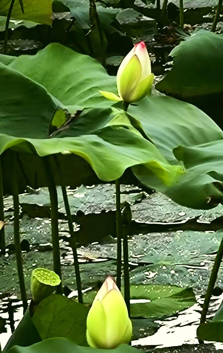 Enjoy Xi'an tweet media