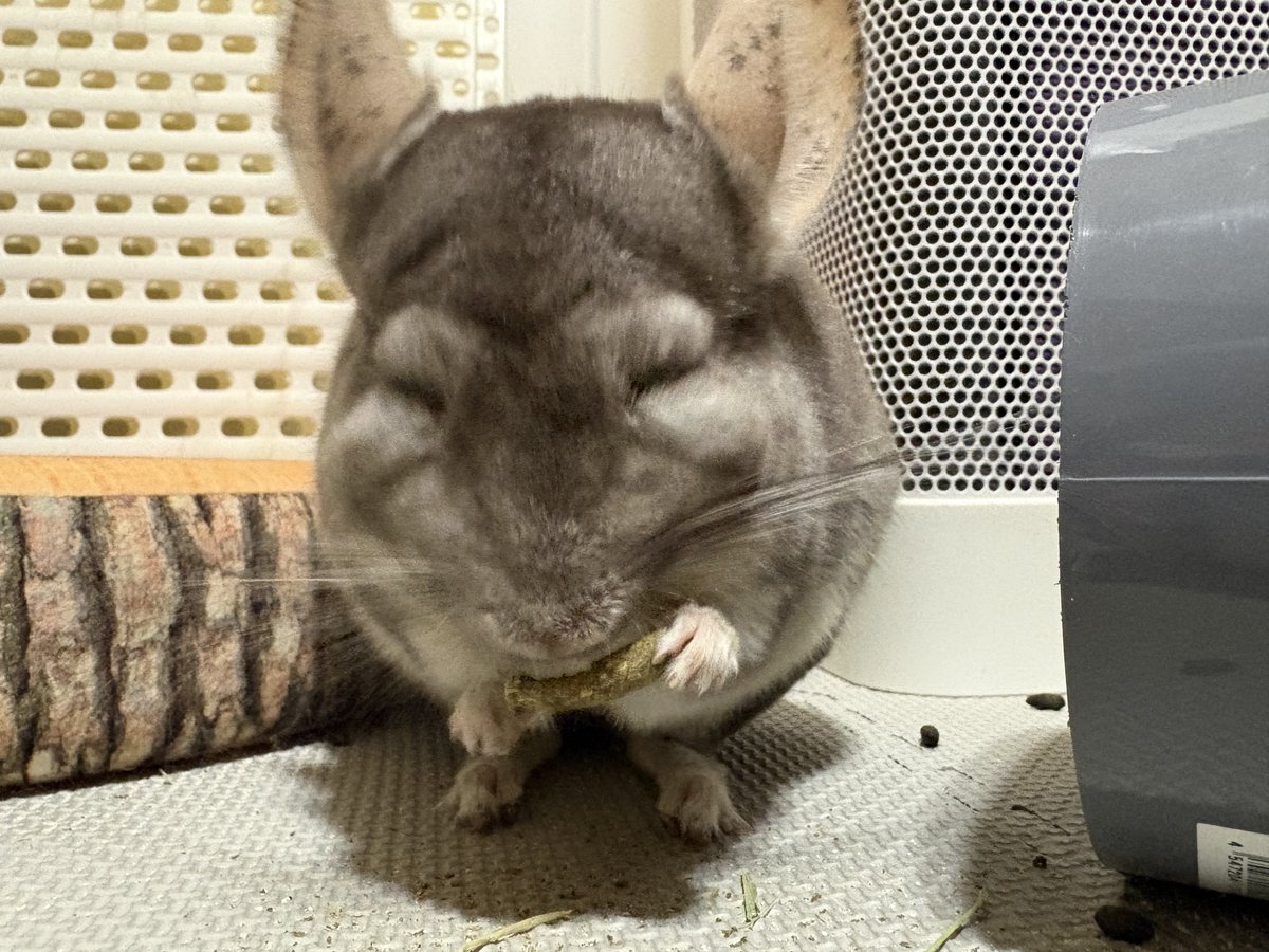 akiske27's tweet photo. うまーなまろちゃん
うまそうな顔をしているまろちゃん
この美味しいの食べて嬉しそうなまろちゃんかわいい

あー、やっぱペレット美味しいでち🐭いつもしあわせでち🐭
#チンチラ
#まろちゃんの1日 https://t.co/JCzrvWka7O