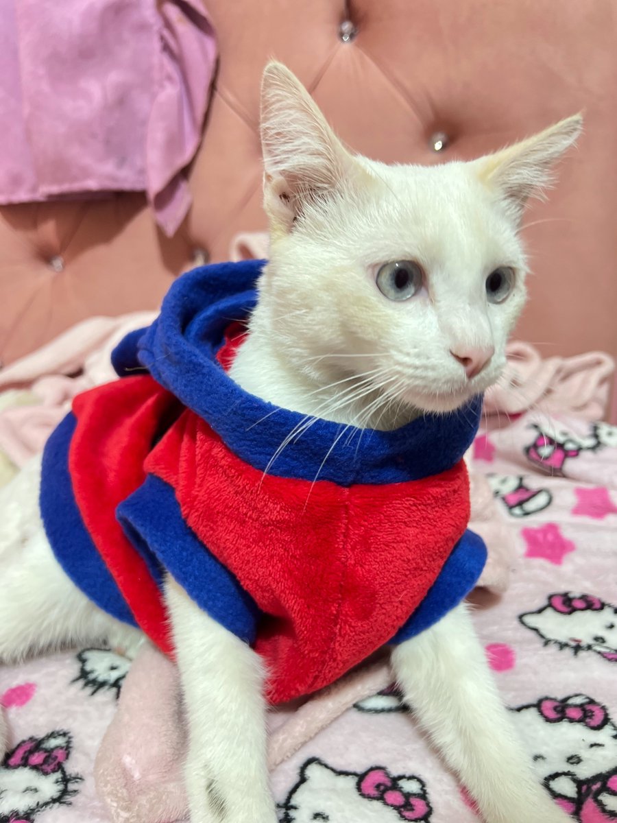 AlertaMePerdi's tweet photo. #PERDIDO #GUAYAQUIL
Nombre: #Tody o #mishi
Fecha: 2026-06-12
Sector: Entrada de la 8, Por el Upc de la casuarina por el mercado casuarina
Sexo: Macho
Raza: Mestizo
Obs: blanco, mancha amarilla por la costilla y cola amarilla
Contacto: 0978997849
¡Ayúdalo a volver!
#AlertaMePerdí https://t.co/lDvR1Gf07e