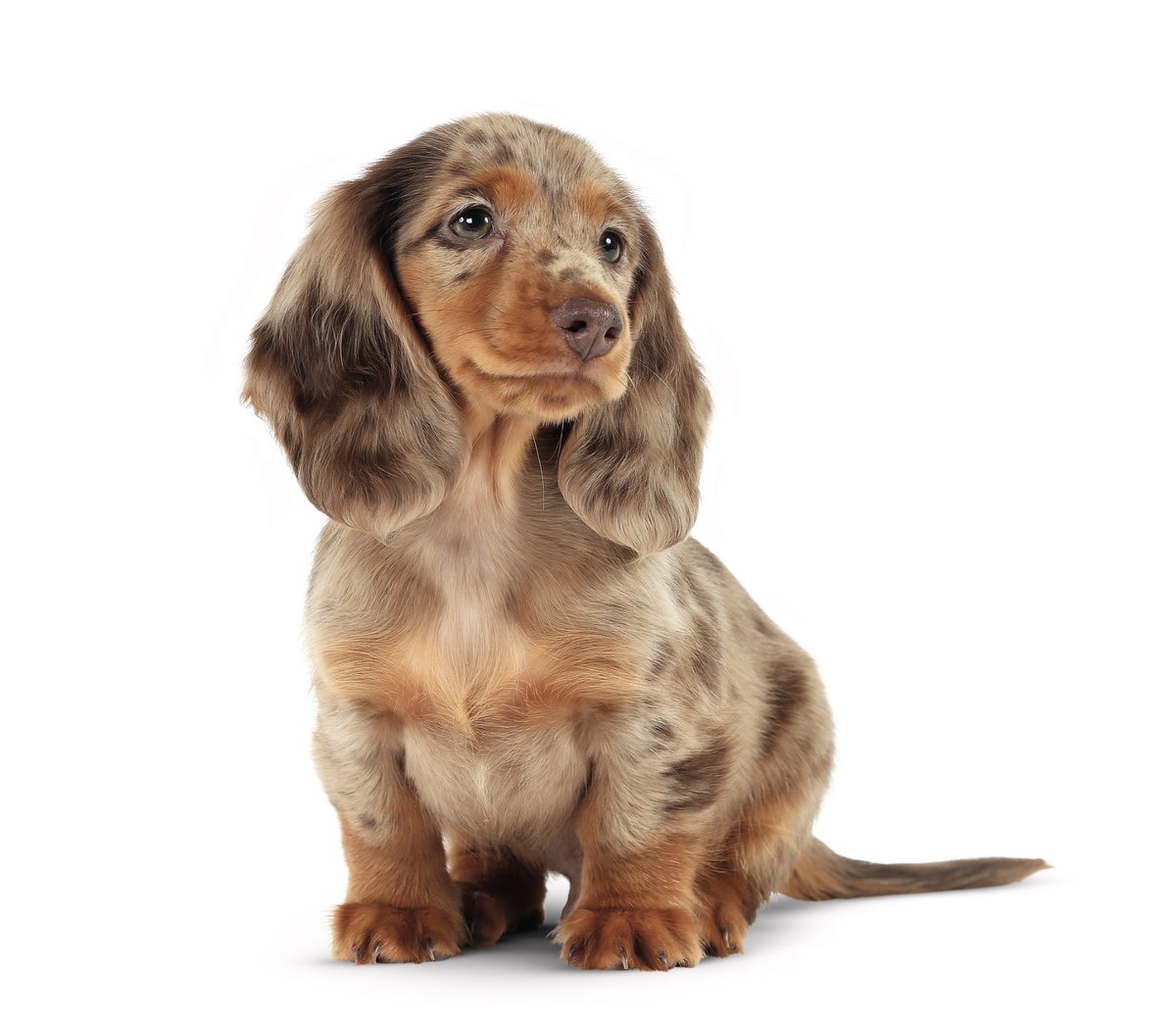 Ms_Remii's tweet photo. @ruesinning Cyan lowkey look like dis dog 🥹❤️‍🩹 https://t.co/uZCqdsZNQz