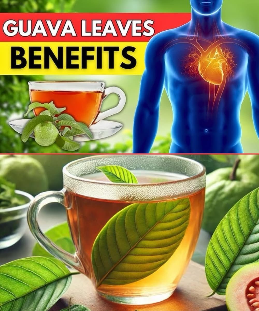 shyam_ayurved's tweet photo. Guava leaves help soothe digestion, support, blood, sugar, boost, heart, health, and immunity, clear acne, ease natural cramps, aid weight balance, freshen breath, reduce, inflammation, strengthen hair, ease allergies, and promote wound healing.

Steep 5-6 leaves in hot water for 10 minutes, drink one cup day, use rinse for skin hair.