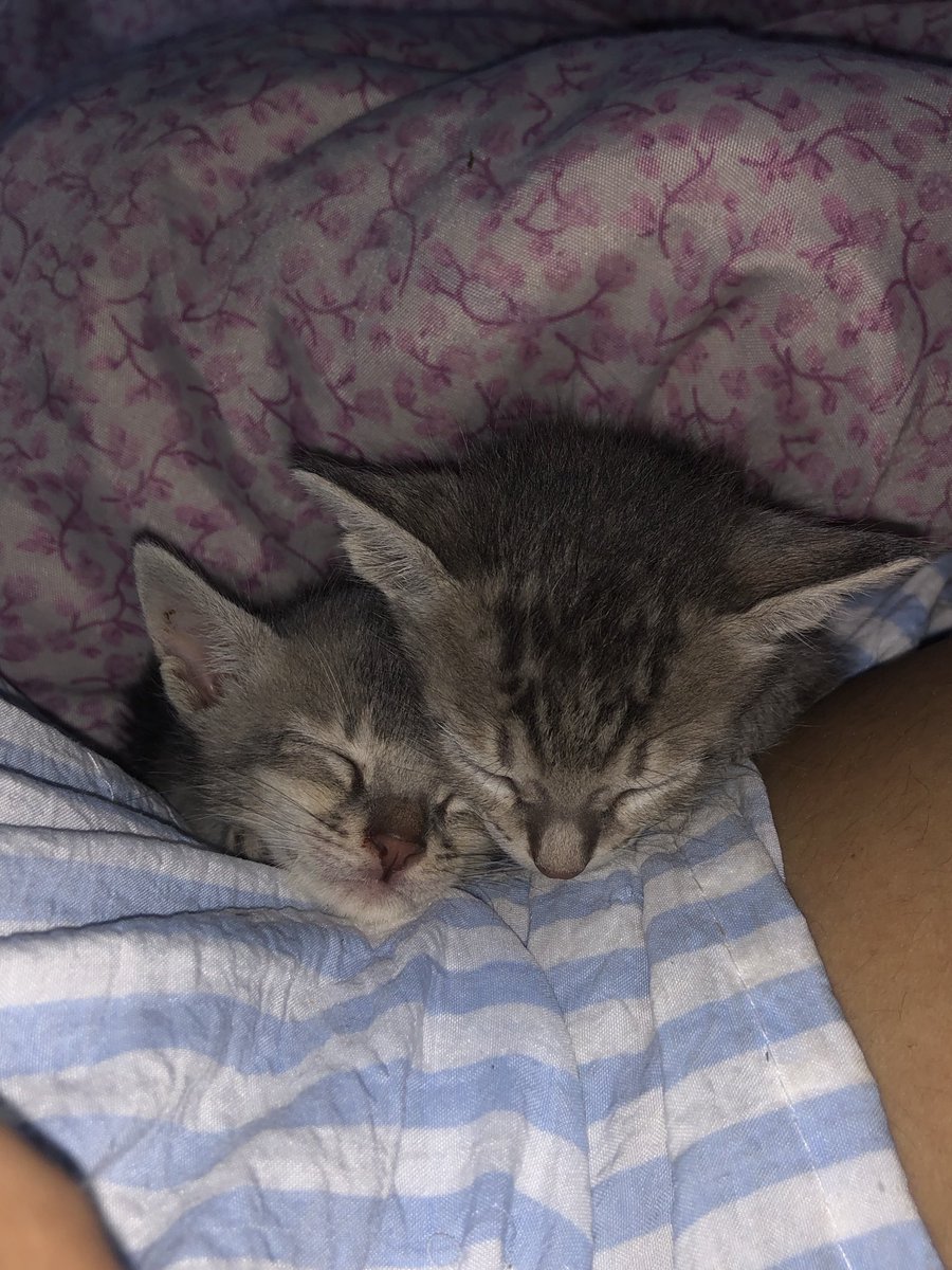 ashhhksh's tweet photo. How they sleep after fighting over treat with each other.😩 https://t.co/dsmihgovQh