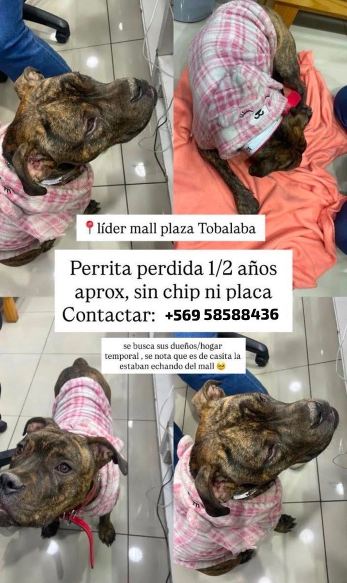 dangerxusmami's tweet photo. Ayúdenme a difundir 🙏🏻esta perrita andaba ayer en el mall tobalaba (pte alto) no tiene chip y dicen que la vieron bajar de una micro, es muy dócil, no tiene pulgas, no le gusta dormir afuera y tenía ropita/collar, por lo que creemos tiene dueños, está con nosotros actualmente!! https://t.co/JPWDwXlzgs