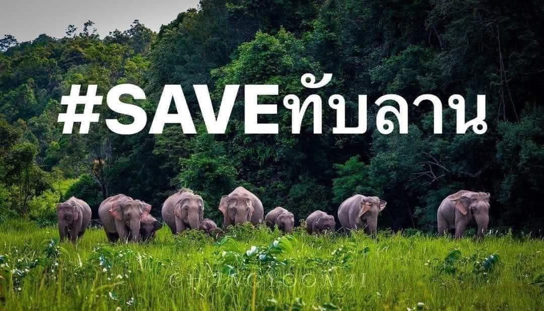 tonever22's tweet photo. เฉือนป่าออกไป นึกถึงสัตว์ป่าจำนวนมากที่อยู่ตรงนั้นไหม?  จะให้พวกเขาไปอยู่ไหน?  เอาป่าแจกให้คน คนมาอยู่แทนป่า แทนสัตว์ป่า Buffer Zone หายไปแล้ว “สัตว์กับคนเผชิญหน้ากันดุเดือดเลย” จะอยู่กันอย่างไร?

อุทยานแห่งชาติทับลาน เป็นส่วนหนึ่งของผืนป่าดงพญาเย็น-เขาใหญ่ ซึ่งได้รับการขึ้นทะเบียนเป็น แหล่งมรดกโลกทางธรรมชาติ จากองค์การยูเนสโกเมื่อปี พ.ศ. 2548 ผืนป่าแห่งนี้มีความอุดมสมบูรณ์ ครอบคลุมพื้นที่รอยต่อระหว่างจังหวัดนครราชสีมาและปราจีนบุรี โดยมีจุดเด่นสำคัญคือเป็นแหล่งต้นกำเนิดของ "ป่าลาน" ผืนสุดท้ายที่สมบูรณ์ที่สุดของประเทศไทย ที่เรากำลังจะสูญเสียมันไป🥲🥲🥲

#Saveทับลาน #ทับลาน