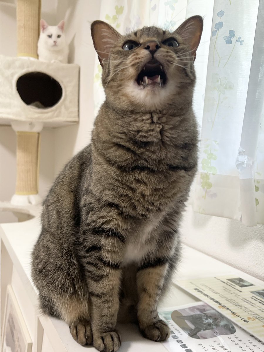 cybele_nakano's tweet photo. 猫が見送る整体店

客「次いつ来たら、いいですか？」
私「明日、起きて、その痛み楽になってたら、もう来なくていいよ」 https://t.co/9fAoIFqWpb