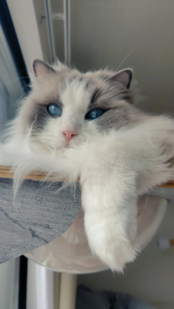 muu1219's tweet photo. バースデイボーイが写真を撮らせてくれません🐱👑 https://t.co/pMmx6vfpxU