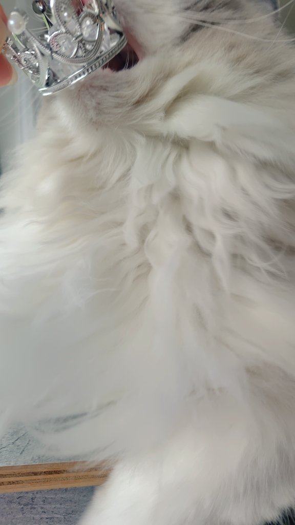 muu1219's tweet photo. バースデイボーイが写真を撮らせてくれません🐱👑 https://t.co/pMmx6vfpxU