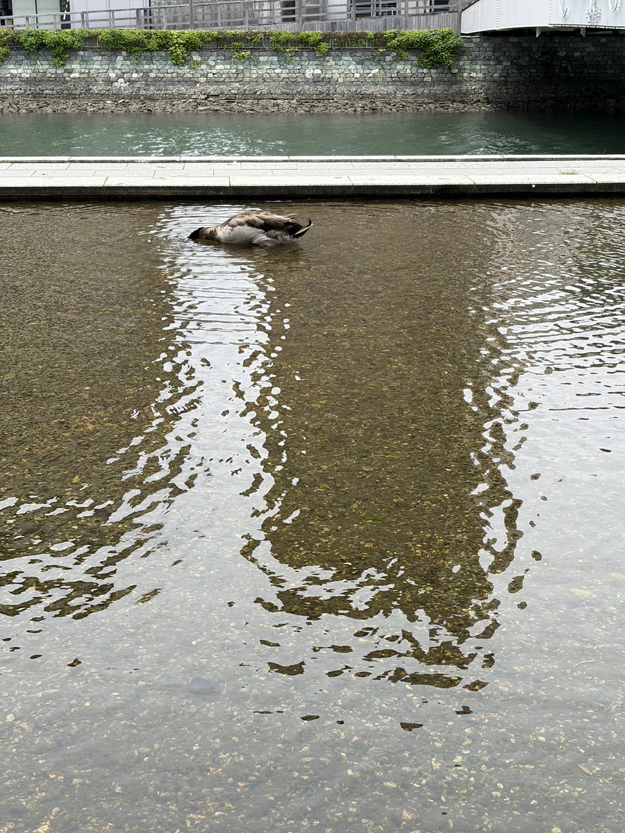 cop616's tweet photo. 🦆 https://t.co/SHbQObmbCp