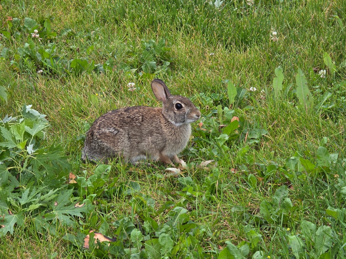 TonyBeastModeC1's tweet photo. @AmanogawaShiina Awww those rabbits are really cute Shiina. I actually found a rabbit outside in the rain. I never got this up close to a rabbit before. But I took a picture of the rabbit in the rain. https://t.co/FTCEvDj5V5