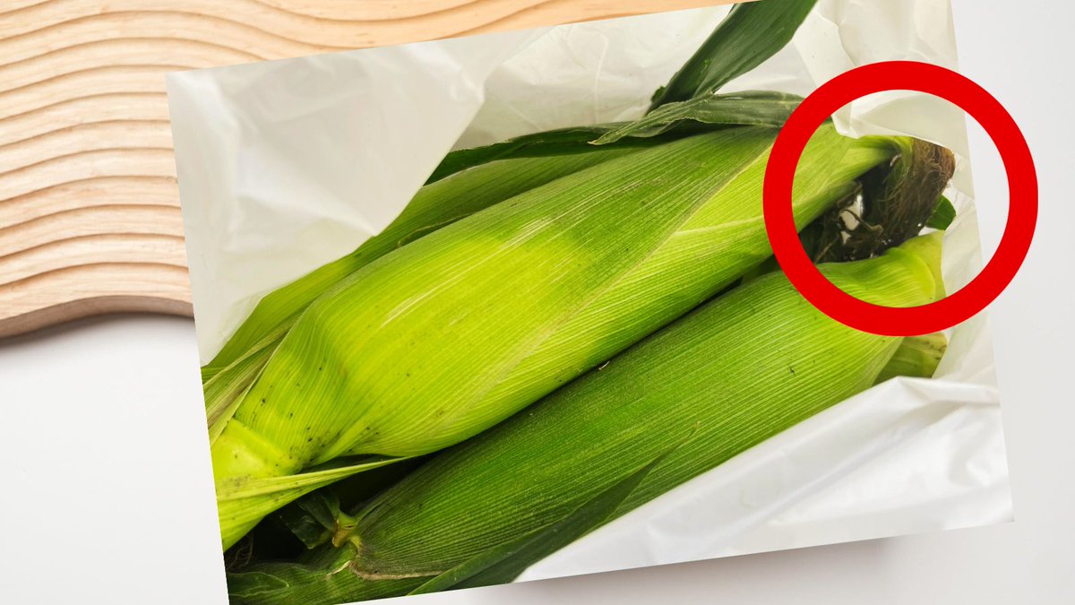 am15ch's tweet photo. 朝採れとうもろこしをいただきました🌽

「ひげがふさふさで、黒っぽくなっているものほど
美味しいんだよ😊」

と教えていただきました🤭

赤丸の部分に注目です🌈

皆さんは、
とうもろこしは茹で派？焼き派？😊
#とうもろこし #朝採れ #旬の味覚 https://t.co/kJaE0pYORA