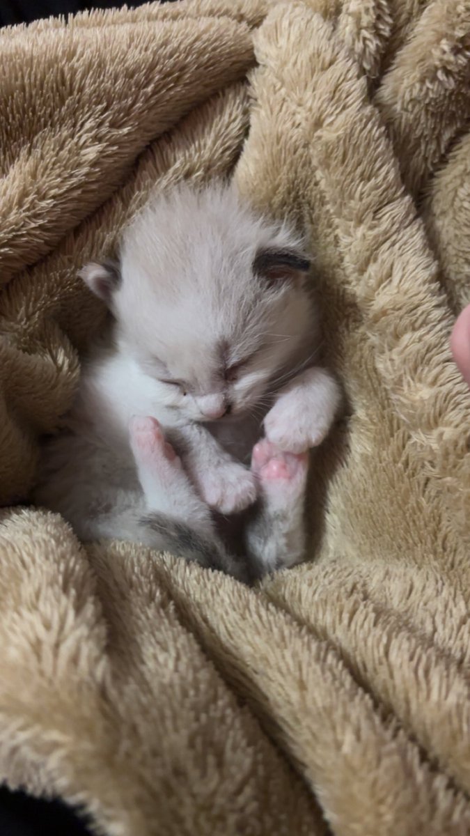 igh0es's tweet photo. a year ago i mama bird’ed a prenatal  stinky kitten, her name is haku !! she was only a week 1/2 old and i bottle fed, taught her how to use the litter box, kept her temp warm, etc. turns out she saved my life and i love her more than words can describe
( more pics in thread ) https://t.co/Kg2phx4MQl
