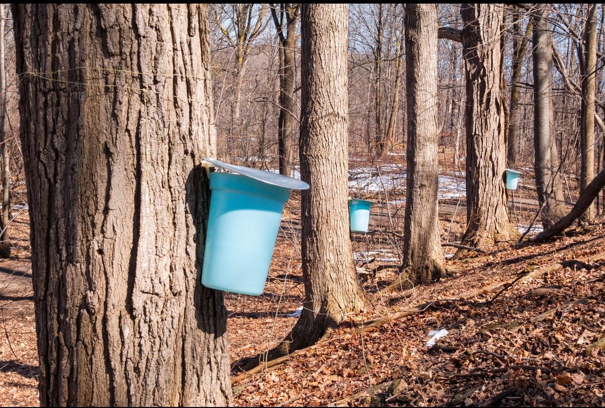 990Ksh's tweet photo. @Ne_zaha نفس الشي في شراب القيقب أو شراب المابل (Maple Syrup) يُستخرج من عصارة أشجار القيقب (Maple Trees) المنتشرة بكثرة في كندا، خصوصًا في مقاطعة كيبك التي تنتج معظم شراب القيقب في العالم. https://t.co/tSESjae0kq